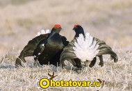 Манок на тетерева Hubertus, 452