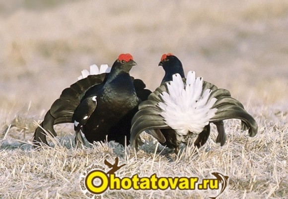 Манок на тетерева Hubertus, 452